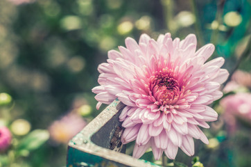 Wall Mural - Pink chrysanthemum on metal mesh fence.