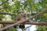 Fototapeta Zwierzęta - bird sparrow on a brown tree branch