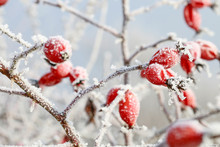 Frosted Red Rose Hips In The Garden