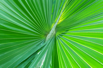 palm tree leaf