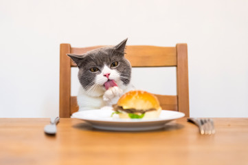 Sticker - British shorthair cat looking at hamburger on the table