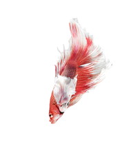 Wall Mural - Siamese Fighting Fish, Betta splendens on White Background, Half Moon.