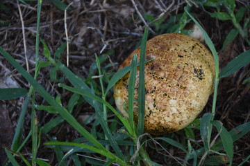 mushrooms in the grass