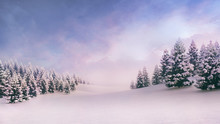 White Open Landscape With Snow Covered Plain And Forest At Sunrise
