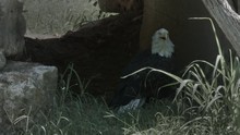 A Bald Eagle Stands On The Ground With An Open Beak.