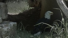 A Profile View Of A Bald Eagle Standing On The Ground With An Open Beak.