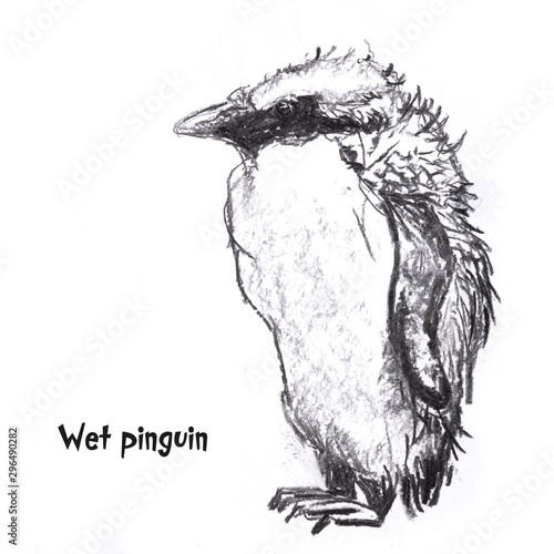 Charcoal Pencil Drawing Pinguin Wet And Shrunken Buy This Stock