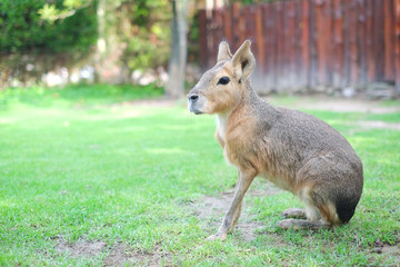 cute mara sit at the garden