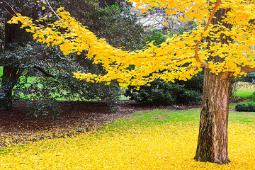 TREE WITH YELLOW LEAVES AND SOIL COVERED BY LEAVES IN MADRID PARK 2. AUTUMN COLORS