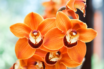 Orchids