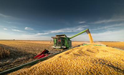 Wall Mural - Pouring corn grain into tractor trailer