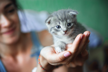 kitten sitting on the palms of the girl in the blue shirt. Thoroughbred lop-eared cat