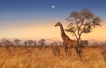 giraffe at dawn in kruger park south africa
