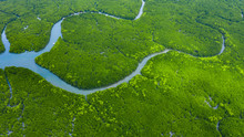 Aerial View Mangrove Jungles In Thailand, River In Tropical Mangrove Green Tree Forest Top View, Ecosystem And Healthy Ecology Environment Concept And Background.
