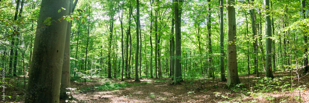 Panoramic view of beech forest in summer. Ternopil region, Ukraine - obrazy, fototapety, plakaty 