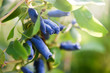 Blue honeysuckle branch in summer garden. Honeyberry, Blueberry, Lonicera kamtschatica