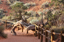 Large, Old, Tree Growing Through A Fence At The Arches National Park In Moab, Utah.