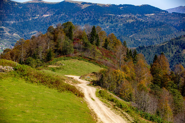 Sticker - yellow and red  colors of autumn