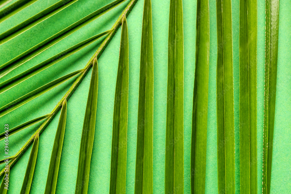 Texture of green tropical leaf, closeup