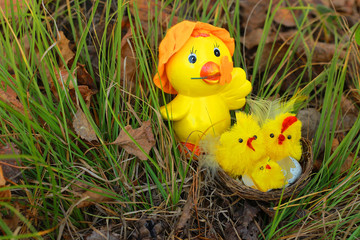 Family of chickens sitting in the grass