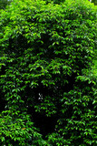 Fototapeta Zachód słońca - green leaf background