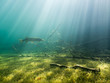 Northern pike in underwater scenery with sunrays and sunken trees
