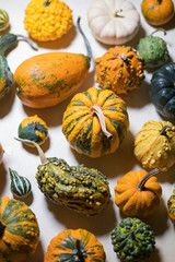 Wall Mural - many pumpkin and squash selection