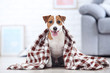Beautiful Jack Russell Terrier dog with plaid sitting at home