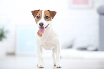 Beautiful Jack Russell Terrier dog at home