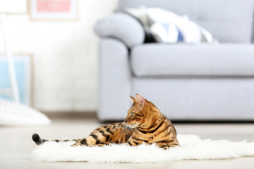 Wall Mural - Beautiful brown cat lying on white carpet at home