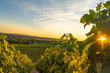 Sun rising over a vineyard in france