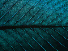 Aged Blue Leaf Pattern Texture Closeup