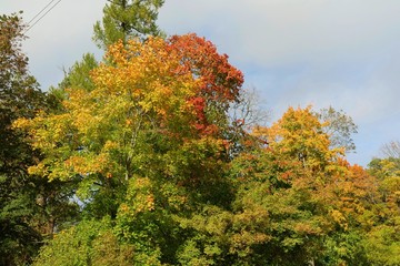 Wall Mural - Big tree with green, yellow, orange, red leaves  and blue autumn sky. Nature concept.