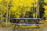 Fototapeta Krajobraz - Beautiful Autumn Color in the San Juan Mountains of Colorado. Picnic Table in the Woods.