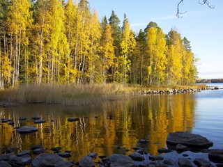 Fall colors reflection. Brightly colored autumn trees reflected on the calm water of the lake Saimaa in imatra, Finland