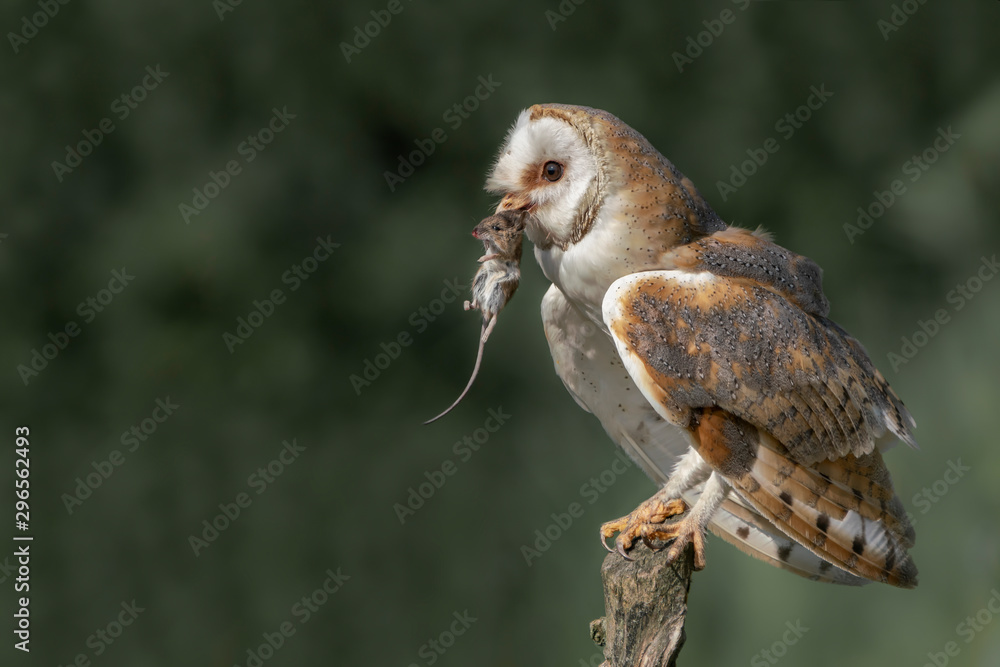 Beautiful Barn owl (Tyto alba) with a mouse prey sitting on a branch. Bokeh background. Noord Brabant in the Netherlands. Writing space. - obrazy, fototapety, plakaty 