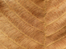 Dry Brown Leaves Texture