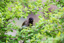 A Black-Eyed Bulbul Bird Eating Green Berries Or Fruit From A Tree.
