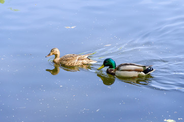 Two ducks in the lake in summer.