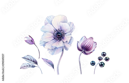Watercolor White Anemones With Black Pearl Inside Set Hand Painted Realistic Botanical Illustrations Bundle Isolated On White Flowers Leaves Berries For Wedding Stationery Card Printing Banners Buy This Stock Illustration And Explore