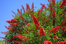 View Of The Red Flowers Of The Erythrina Tree