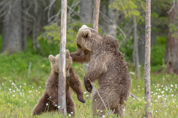 Wall Mural - Two young Brown bears playing in the middle of the cotton grass in a Finnish bog