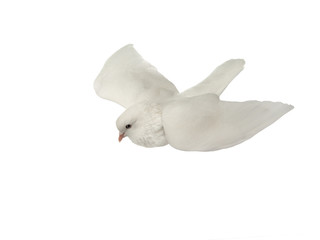 Sticker - White dove in flight on a white