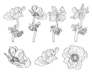 Wall Mural - Sketch Floral Botany Collection. Anemone flower and leaves  drawings. Line art on white backgrounds. Hand Drawn Botanical Illustrations.