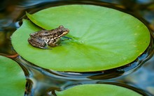 Young Green Frog (Rana Clamitans) On Pad Of Water Lily (Nymphaea Sp.) In Backyard Garden Pond.