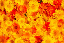 Seamless Background Of Orange Yellow Marigold Flowers. Calendula Officinalis, The Pot Marigold, Ruddles, Common Marigold Or Scotch Marigold.