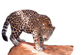 The jaguar stands on the rocks on a white background.
