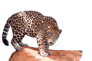 the jaguar stands on the rocks on a white background.