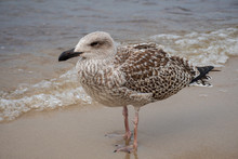 Grown Chick, Herring Young Sea Gull Standing On The Sandy Beach, Close Up