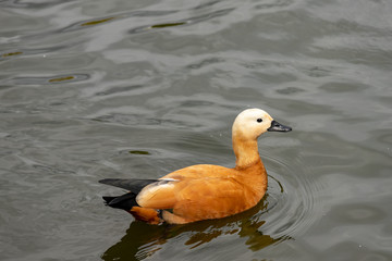 duck Ogar swims in the lake with muddy water